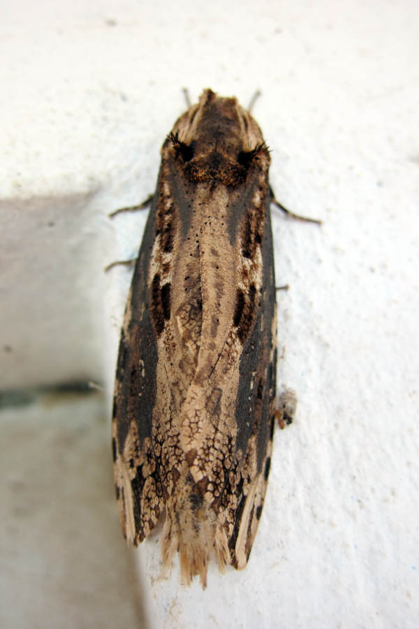 Woodchip moth, top view